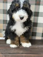 Rainier , a male Miniature Bernedoodle for sale in Loxahatchee, FL – 1 of 10