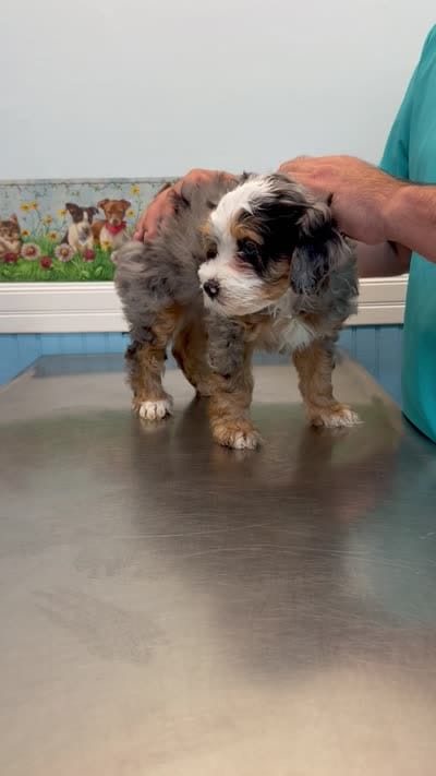 Mochi , a female Bernedoodle for sale in Loxahatchee, FL – 9 of 9
