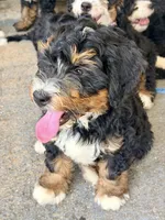 Levi , a male Bernedoodle for sale in Loxahatchee, FL – 2 of 2