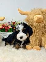 Renaldo , a male Miniature Bernedoodle for sale in Loxahatchee, FL – 5 of 5