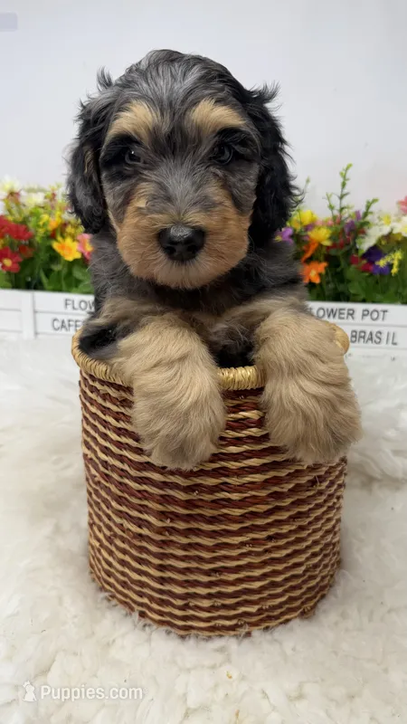 Burberry  – Bernedoodle puppy for sale in Loxahatchee, FL