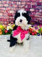 Bob-Bon- Micro , a female Miniature Bernedoodle for sale in Loxahatchee, FL – Photo 1 of 5