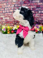 Bob-Bon- Micro , a female Miniature Bernedoodle for sale in Loxahatchee, FL – Photo 5 of 5