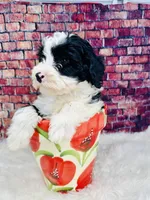 processed/abe891e6-1429-4948-b75a-2cdcd7119ac3/listing/88299aa1-7b37-461f-8ac5-a30532501d46/f9c4809a-d051-4f5f-bb7e-dcdd077c0bd8