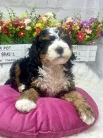 Shen -mini , a female Miniature Bernedoodle for sale in Loxahatchee, FL – 3 of 3