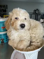 Troy , a male Miniature Goldendoodle for sale in Loxahatchee, FL – 3 of 4