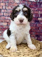 Stussy , a female Bernedoodle for sale in Loxahatchee, FL – 4 of 4