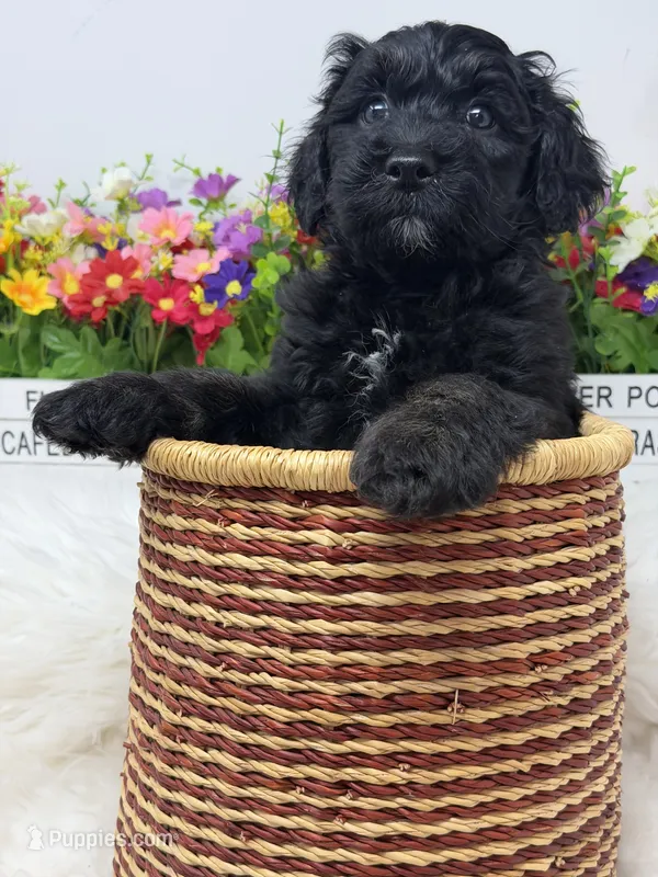 Chloe  – Bernedoodle puppy for sale in Loxahatchee, FL