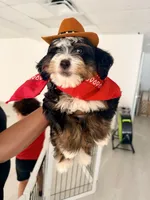 Kyler -Micro , a male Miniature Bernedoodle for sale in Loxahatchee, FL – 7 of 10