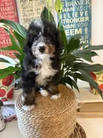 Shy Guy - Micro , a male Miniature Bernedoodle for sale in Loxahatchee, FL – 6 of 8