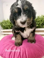 Butterball , a female Bernedoodle for sale in Loxahatchee, FL – 3 of 5