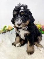 Butterball , a female Bernedoodle for sale in Loxahatchee, FL – 5 of 5