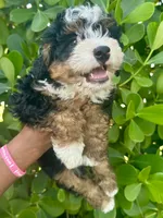 Alex, a male Miniature Bernedoodle for sale in Loxahatchee, FL – 4 of 7