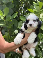 Bluey , a female Miniature Bernedoodle for sale in Loxahatchee, FL – 5 of 5