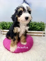 Acadia , a female Miniature Bernedoodle for sale in Loxahatchee, FL – 2 of 5