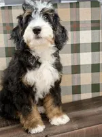Sequoia -Mini, a female Miniature Bernedoodle for sale in Loxahatchee, FL – 3 of 10