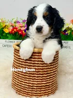 Honeybun , a male Bernedoodle for sale in Loxahatchee, FL – 1 of 6