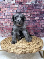 Diesel , a male Bernedoodle for sale in Loxahatchee, FL – 4 of 5