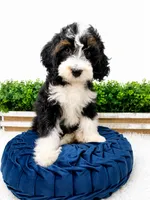 My Guy - mini , a male Miniature Bernedoodle for sale in Loxahatchee, FL – 3 of 4