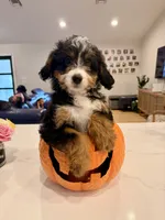 Quinn , a female Miniature Bernedoodle for sale in Loxahatchee, FL – 3 of 5