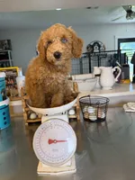 Archie - Blue eyes , a male Miniature Goldendoodle for sale in Loxahatchee, FL – 2 of 6