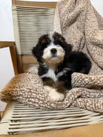 Ranier -Micro , a male Miniature Bernedoodle for sale in Loxahatchee, FL – 6 of 6