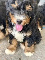 Levi , a male Bernedoodle for sale in Loxahatchee, FL – 1 of 2