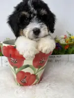 Mesa -Mini, a female Miniature Bernedoodle for sale in Loxahatchee, FL – 2 of 5