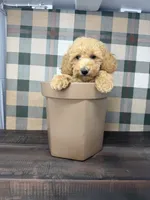 Taylor- Mini , a female Miniature Goldendoodle for sale in Loxahatchee, FL – 5 of 10