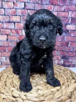 Chloe , a female Bernedoodle for sale in Loxahatchee, FL – 3 of 4