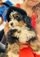Kyler -Micro , a male Miniature Bernedoodle for sale in Loxahatchee, FL – 2 of 10