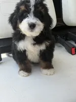 Ranier -Micro , a male Miniature Bernedoodle for sale in Loxahatchee, FL – 5 of 6