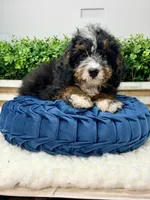 Shy Guy - Micro , a male Miniature Bernedoodle for sale in Loxahatchee, FL – 3 of 8