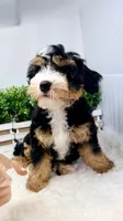 Ember , a female Miniature Bernedoodle for sale in Loxahatchee, FL – 2 of 6
