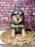 Burberry , a male Bernedoodle for sale in Loxahatchee, FL – 5 of 5