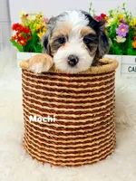 Mochi , a female Bernedoodle for sale in Loxahatchee, FL – 5 of 9