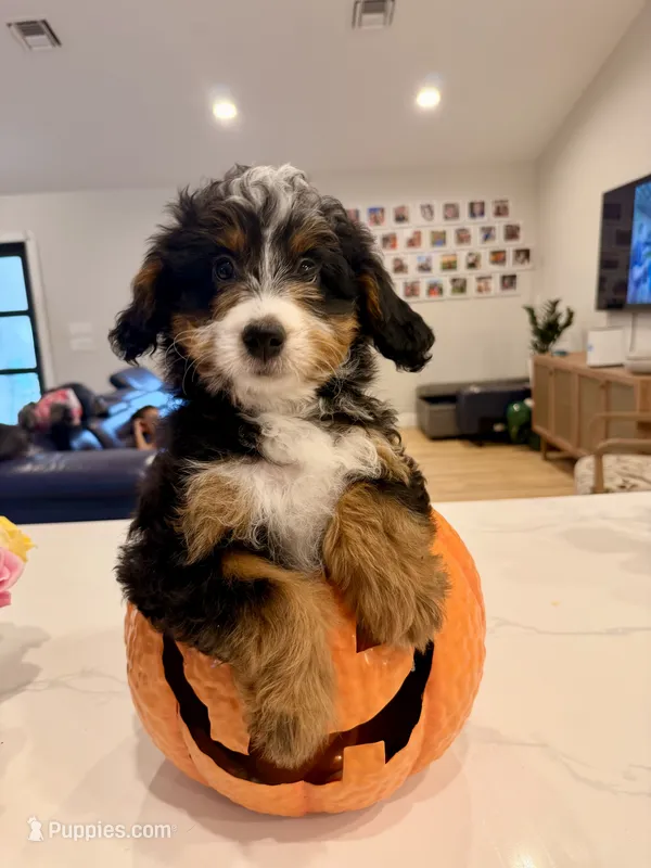 Quinn  – Miniature Bernedoodle puppy for sale in Loxahatchee, FL