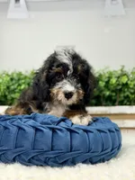 Shy Guy - Micro , a male Miniature Bernedoodle for sale in Loxahatchee, FL – 2 of 8