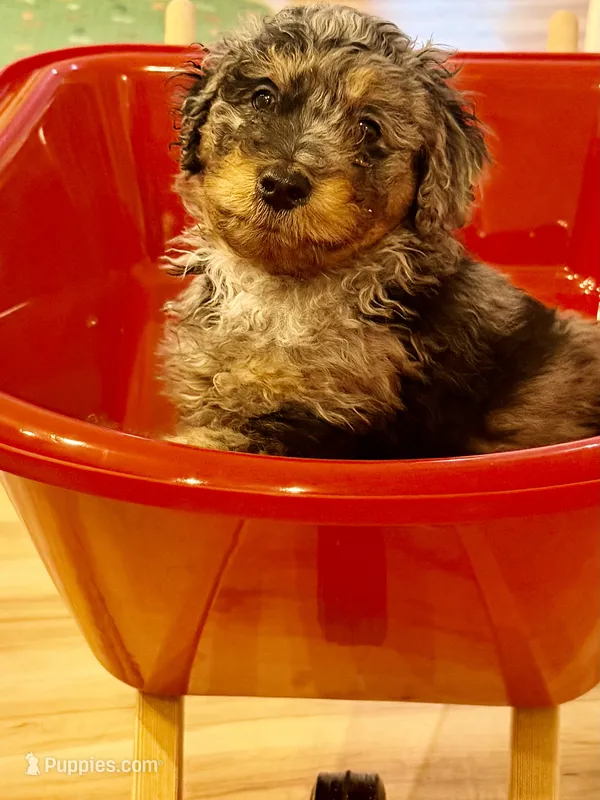 Armani  – Bernedoodle puppy for sale in Loxahatchee, FL