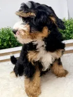 Ember , a female Miniature Bernedoodle for sale in Loxahatchee, FL – 3 of 6