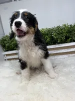 Tandi , a female Miniature Bernedoodle for sale in Loxahatchee, FL – 5 of 6