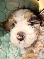 Mochi , a female Bernedoodle for sale in Loxahatchee, FL – 6 of 9