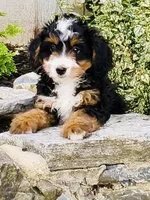 Quinn , a female Miniature Bernedoodle for sale in Loxahatchee, FL – 2 of 5