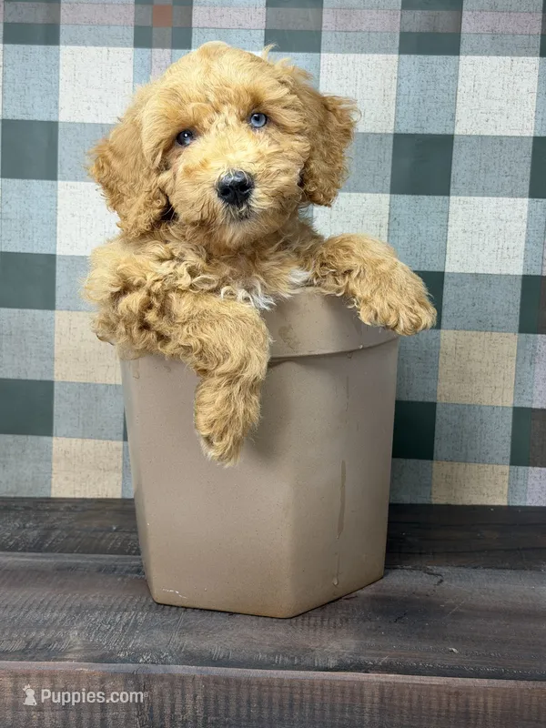 Archie - Blue eyes  – Miniature Goldendoodle puppy for sale in Loxahatchee, FL