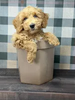 Archie - Blue eyes , a male Miniature Goldendoodle for sale in Loxahatchee, FL – 1 of 6