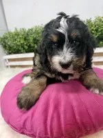 Butterball , a female Bernedoodle for sale in Loxahatchee, FL – 4 of 5