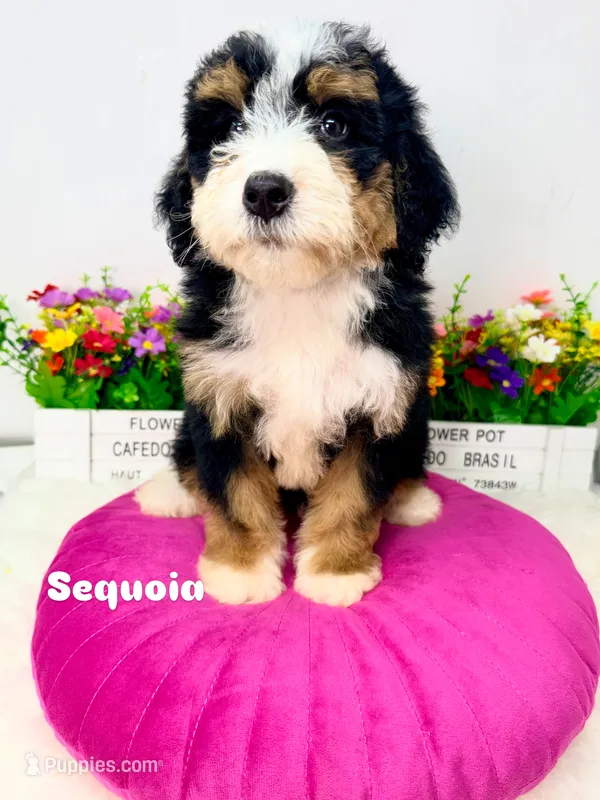 Sequoia -Mini – Miniature Bernedoodle puppy for sale in Loxahatchee, FL