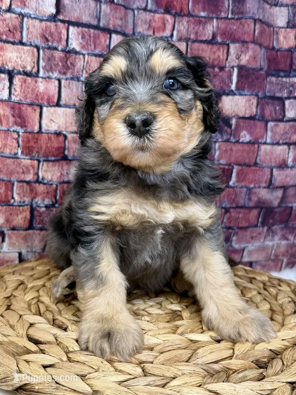 Burberry  – Bernedoodle puppy for sale in Loxahatchee, FL