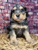 Burberry , a male Bernedoodle for sale in Loxahatchee, FL – 1 of 5