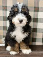 Rainier , a male Miniature Bernedoodle for sale in Loxahatchee, FL – 3 of 10